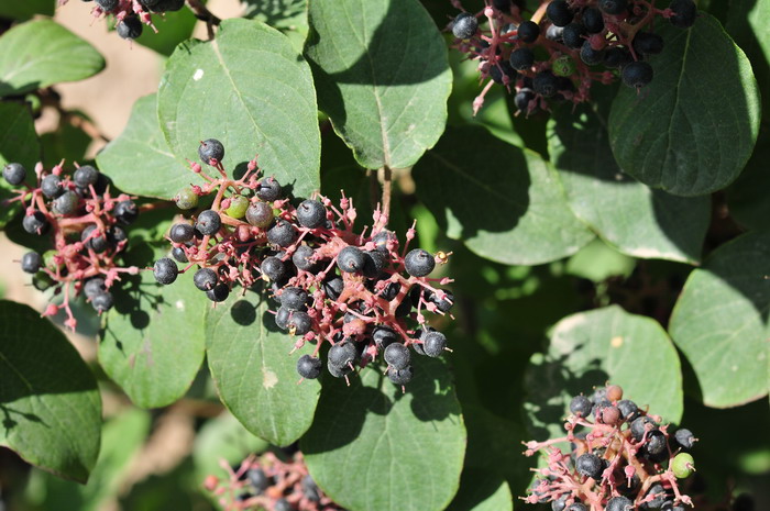 沙梾Cornus bretschneideri