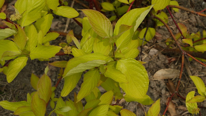 金叶红瑞木Cornus alba ‘Aurea’