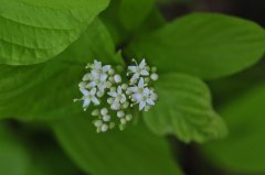 西伯利亚红瑞木Cornus alba ‘Sibirica’