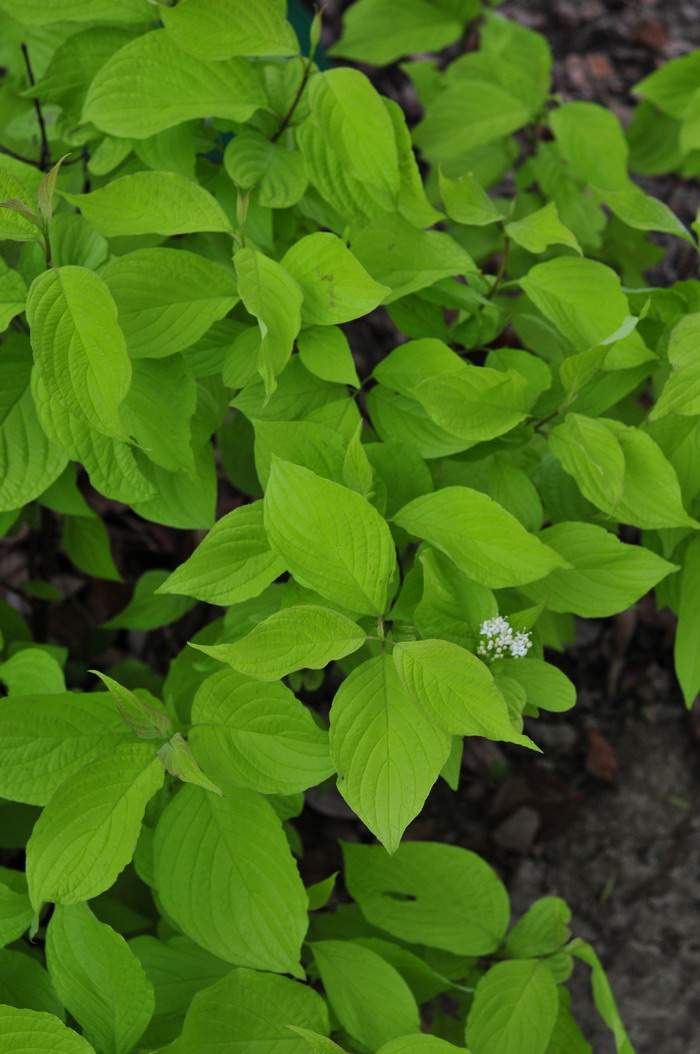 西伯利亚红瑞木Cornus alba ‘Sibirica’