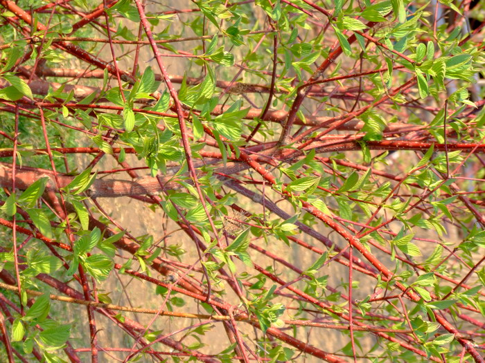 红瑞木Cornus alba