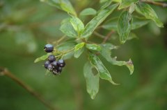 欧洲红瑞木Cornus sanguinea