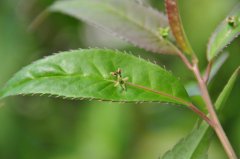 中华青荚叶Helwingia chinensis