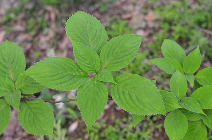 青荚叶Helwingia japonica