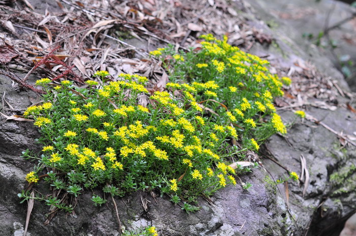 佛甲草Sedum lineare