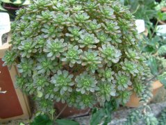 王妃君美丽Aeonium arboreum var. holochrysum