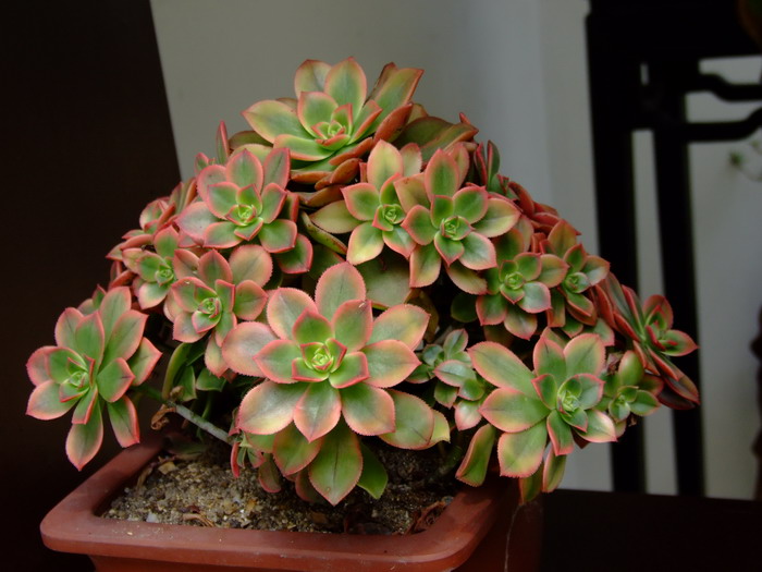 夕映爱Aeonium decorum