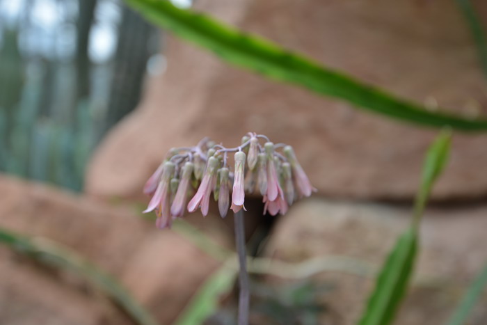 大叶落地生根Kalanchoe daigremontiana