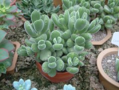 熊童子Cotyledon tomentosa