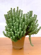 小米星Crassula ‘Tom Thumb’