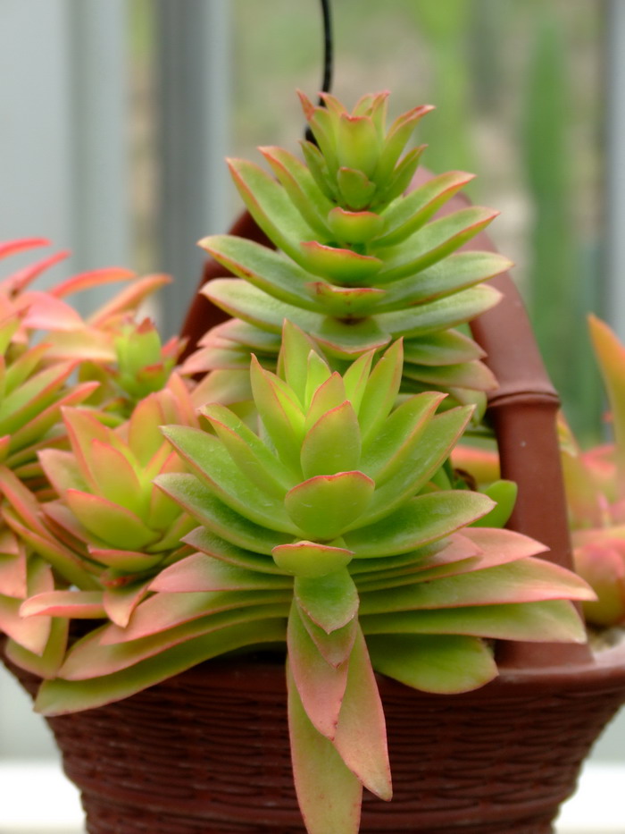 火祭Crassula capitella ‘Cam pfire’