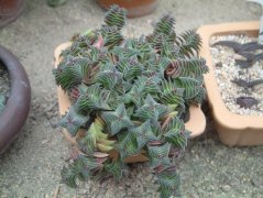 茜之塔Crassula corymbulosa