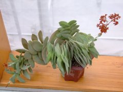 神刀Crassula perfoliata var. minor