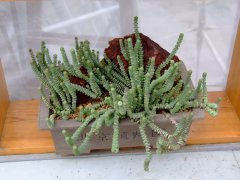 舞乙女Crassula rupestris subsp. marnieriana