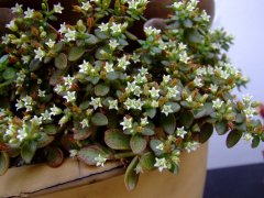 雨心Crassula volkensii