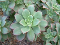 红缘莲花掌Echeveria agavoides ‘Red Edge’