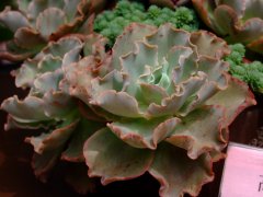 高砂之翁Echeveria ‘Takasagonookina’