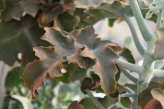 仙女之舞Kalanchoe beharensis