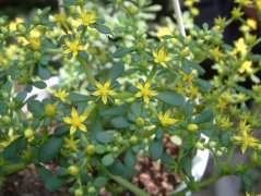 垂盆草Sedum sarmentosum