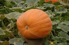 南瓜Cucurbita moschata