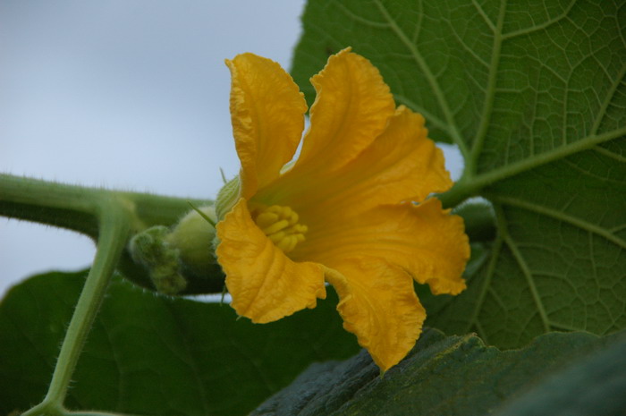 南瓜Cucurbita moschata