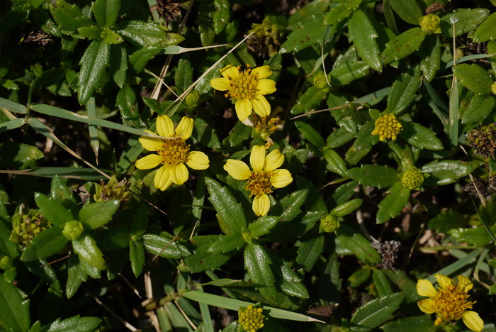 卤地菊Melanthera prostrata