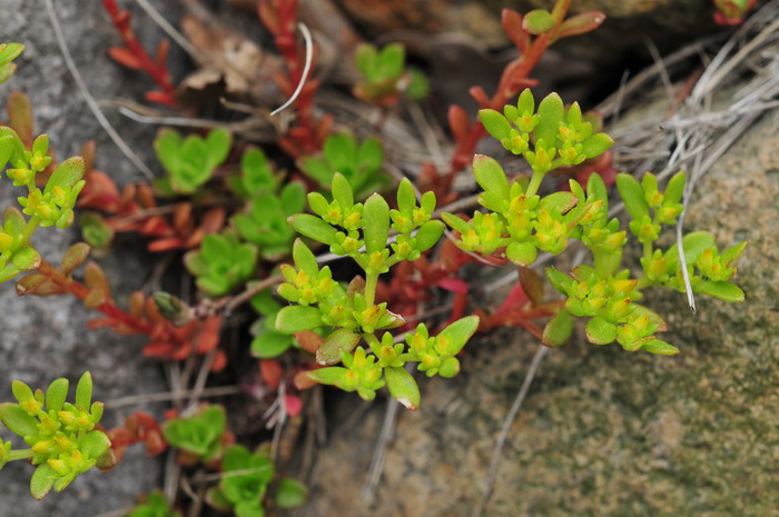 东南景天Sedum alfredii