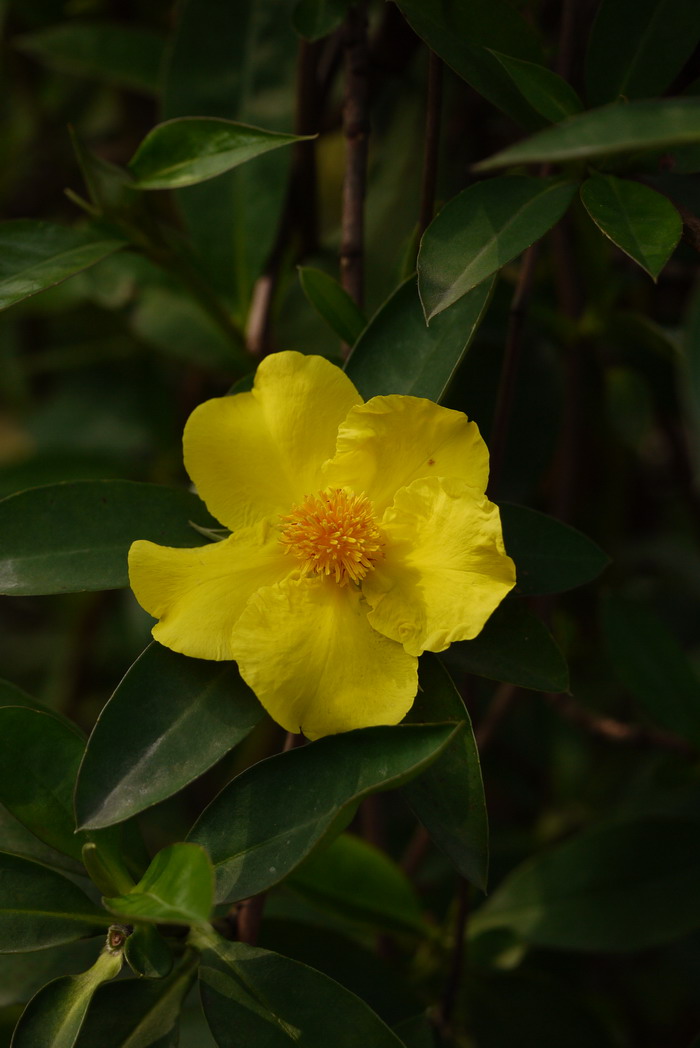 束蕊花Hibbertia scandens