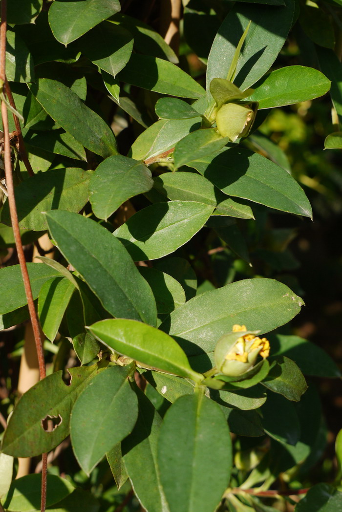 束蕊花Hibbertia scandens