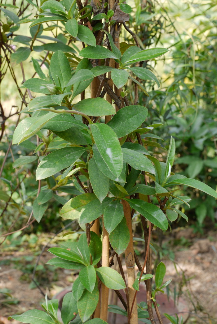 束蕊花Hibbertia scandens