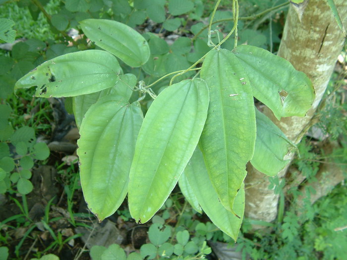 薯莨Dioscorea cirrhosa