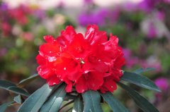 马缨花杜鹃Rhododendron delavayi