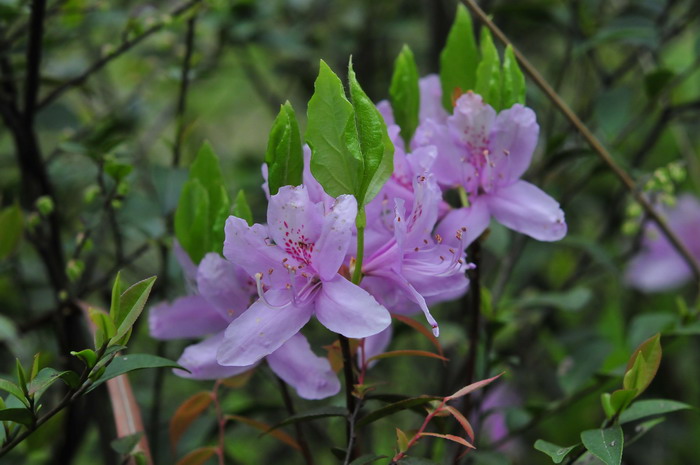 满山红Rhododendron mariesii