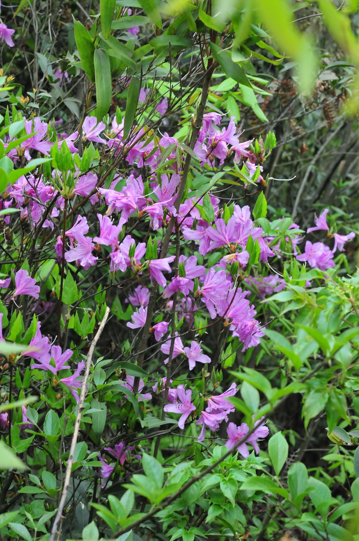 满山红Rhododendron mariesii