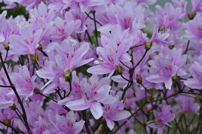 满山红Rhododendron mariesii