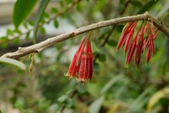 毛花树萝卜Agapetes pubiflora