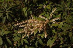 美丽马醉木Pieris formosa