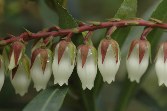 长萼马醉木Pieris swinhoei