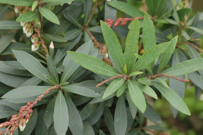 长萼马醉木Pieris swinhoei