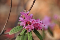 粉花爆仗花Rhododendron × duclouxii