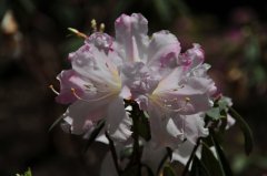 睫毛杜鹃Rhododendron ciliatum