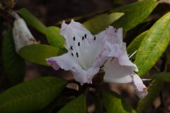 皱叶杜鹃Rhododendron denudatum