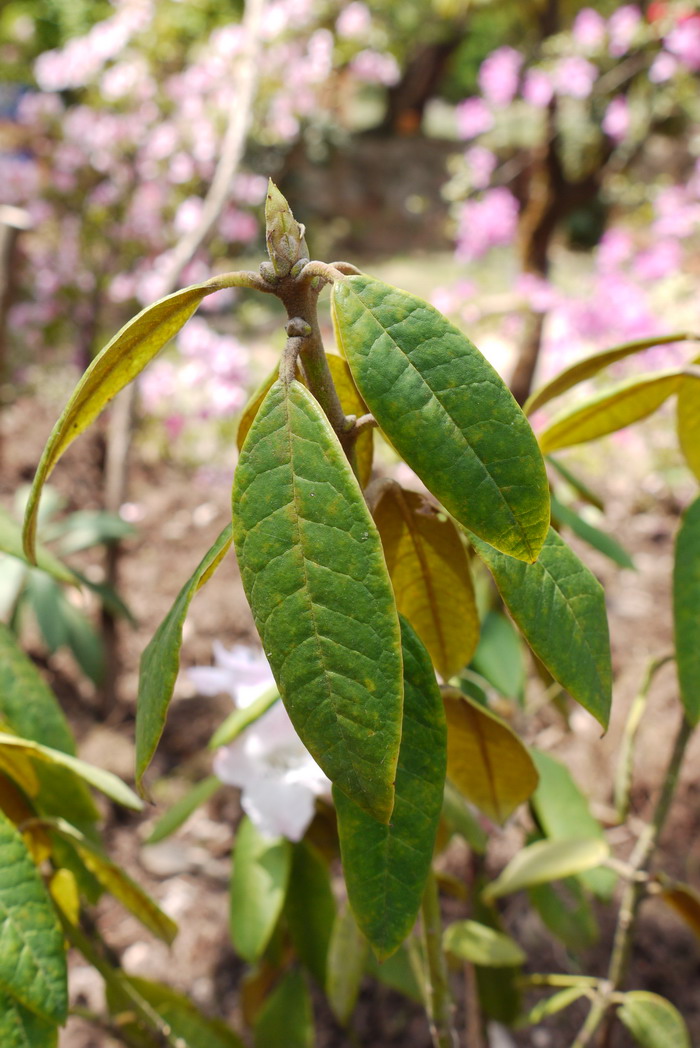 皱叶杜鹃Rhododendron denudatum