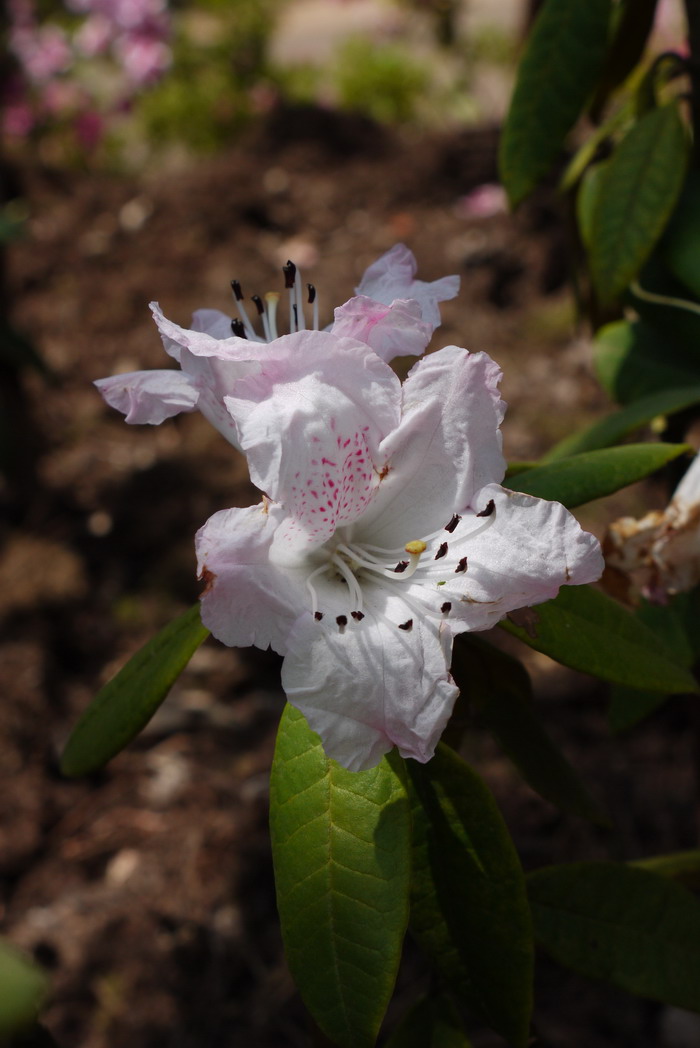 皱叶杜鹃Rhododendron denudatum