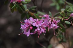 密通花Rhododendron duclouxii