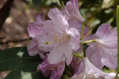 云锦杜鹃Rhododendron fortunei