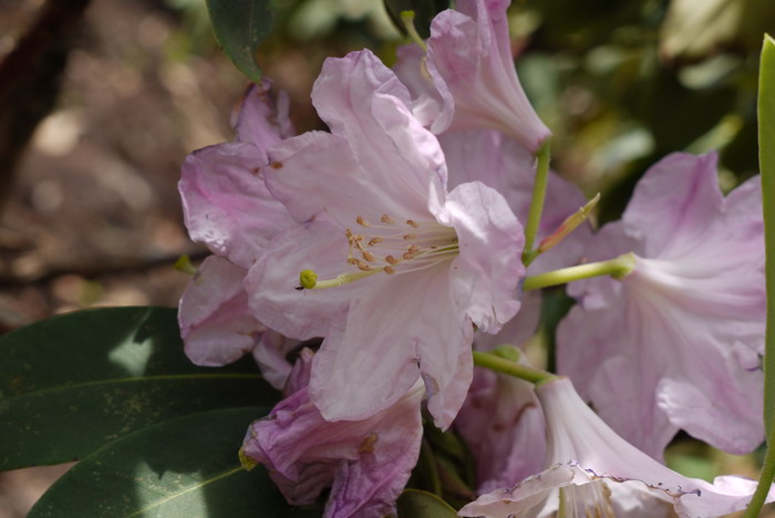 云锦杜鹃Rhododendron fortunei