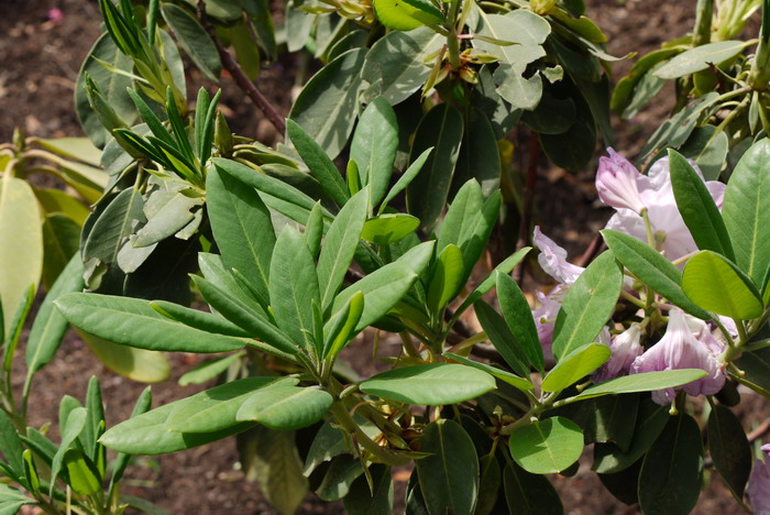 云锦杜鹃Rhododendron fortunei