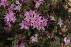 富源杜鹃Rhododendron fuyuanense