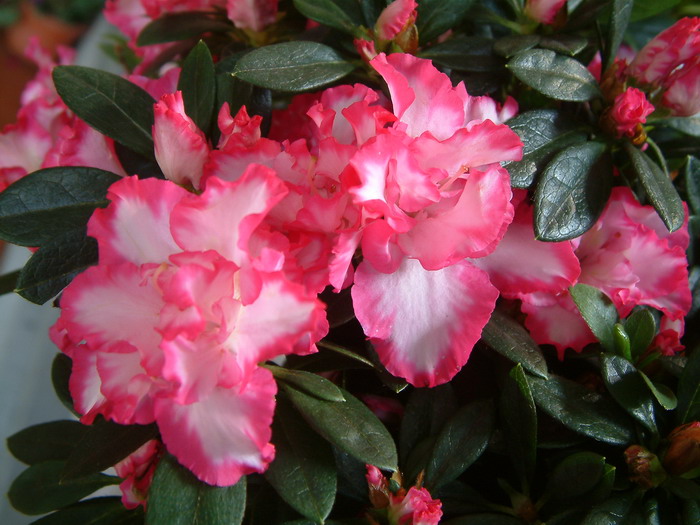 西洋杜鹃Rhododendron hybridum